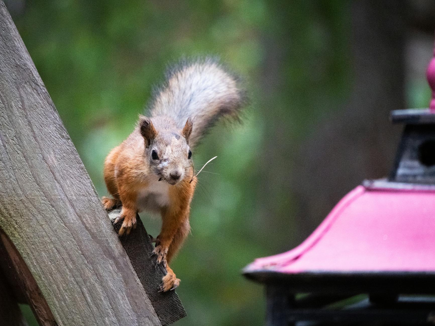 Kasino bonukset ja uskollisuuspisteet VIP