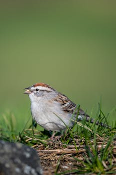 Lainan Hakeminen Ilman Luottotietoja: Keinot, Edut Ja Riskit