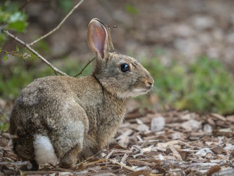 Vippi.fi: Lainapalvelut, Kokemukset Ja Vertailu