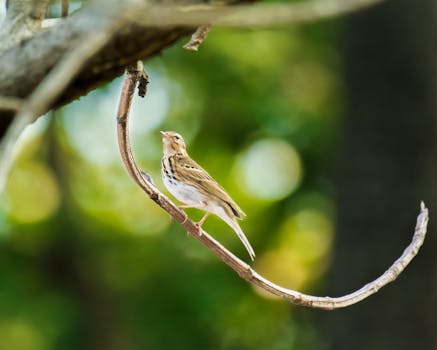 Hullunkuriset Perheet Kortit: Nykyaikaiset Ja Hauskat Korttipelit Perheille
