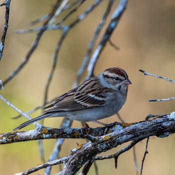 Finnair Plus Lentopalkinto: Parhaat Vinkit Ja Käyttövinkit