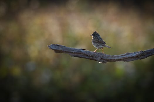 Kokemuksia Ja Arvioita Casinolandista: Pelaajien Näkökulmat Ja Pelivalikoima
