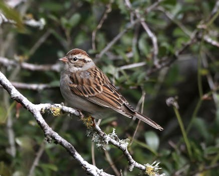 Videopokeri Ilmainen: Opas Nettivideopokerin Harrastamiseen Ja Pelaamiseen